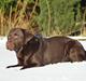Labrador retriever Dinna