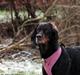 Gordon setter Freja