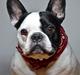 Fransk bulldog Tyson