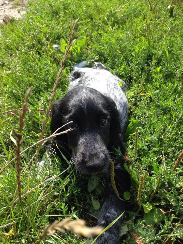 Cocker spaniel Luna <3 billede 33