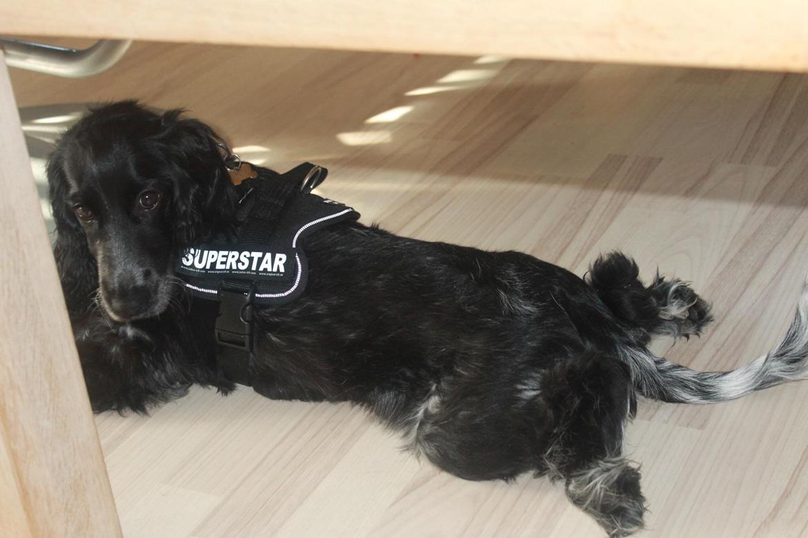 Cocker spaniel Luna <3 billede 34