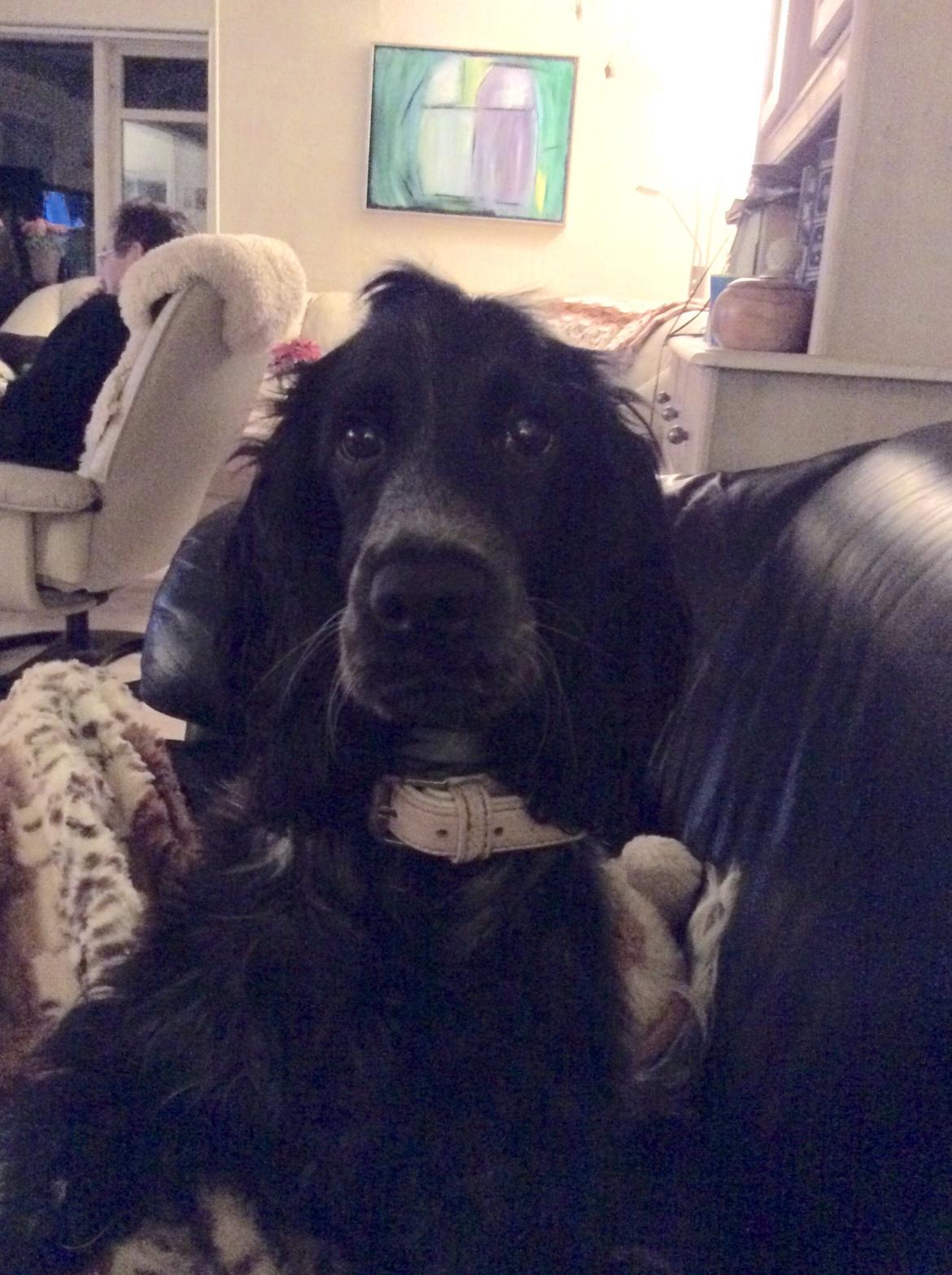 Cocker spaniel Luna <3 billede 35