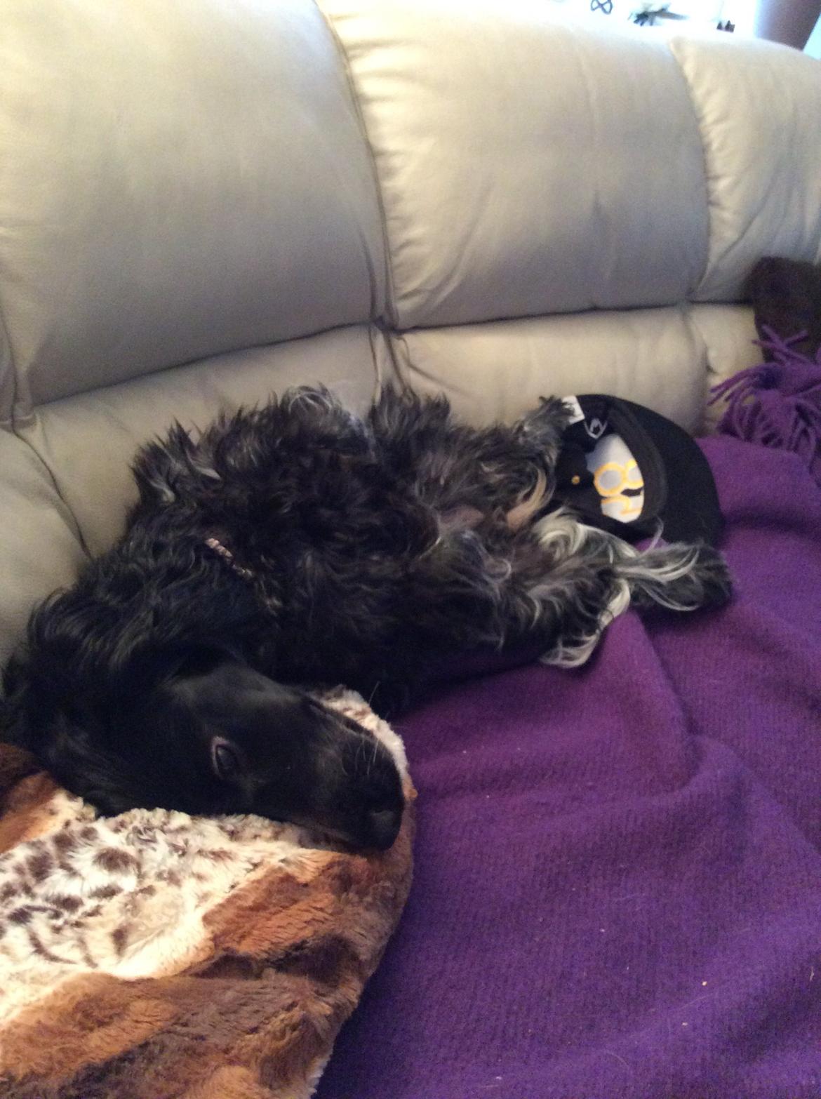 Cocker spaniel Luna <3 billede 36