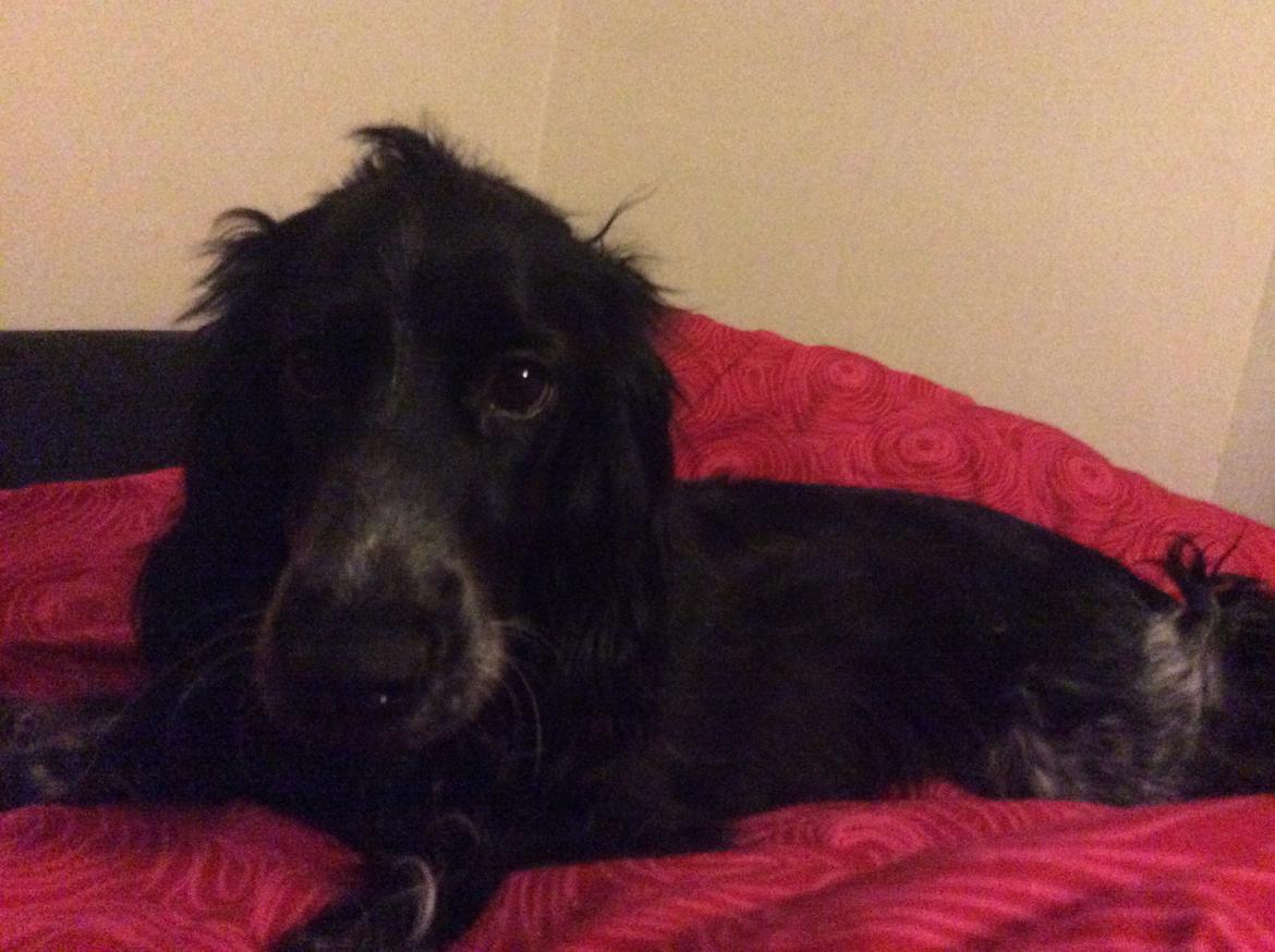 Cocker spaniel Luna <3 billede 37