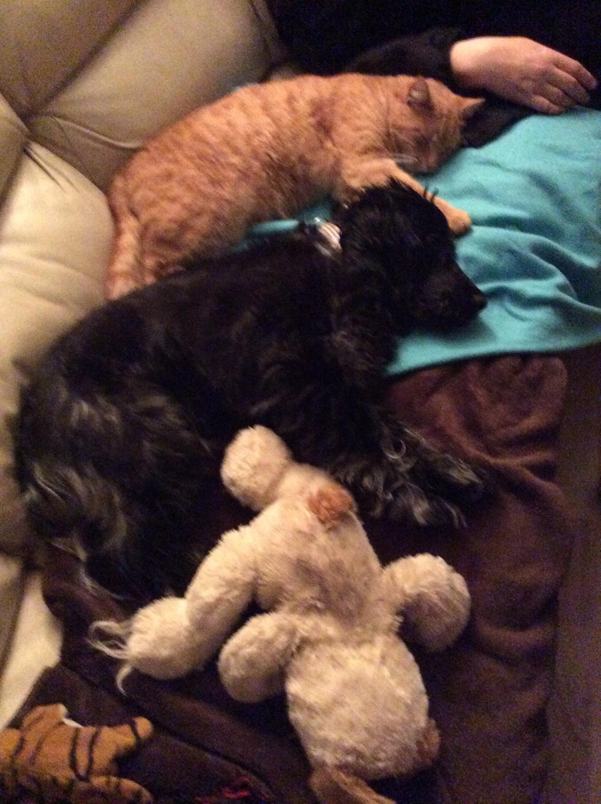 Cocker spaniel Luna <3 billede 38