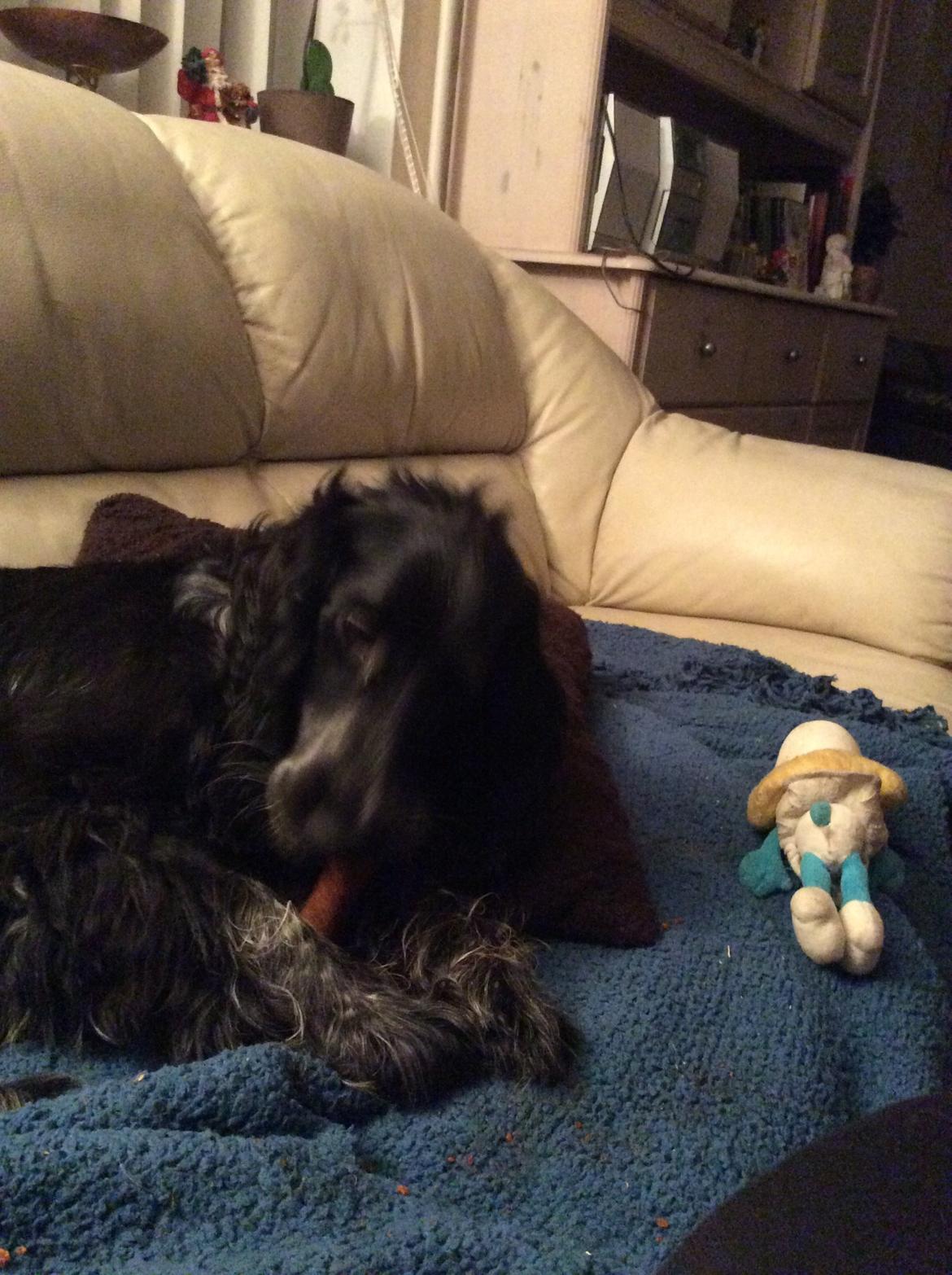 Cocker spaniel Luna <3 billede 39