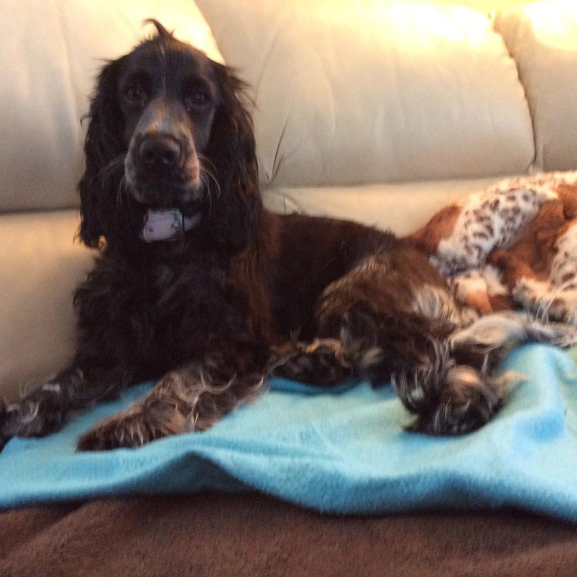 Cocker spaniel Luna <3 billede 40