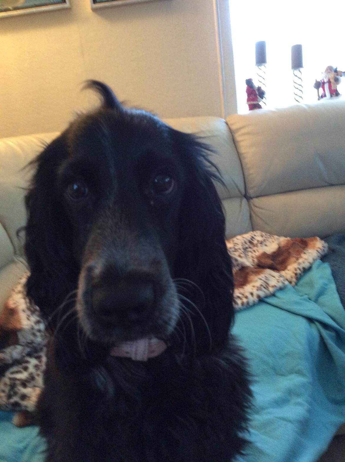 Cocker spaniel Luna <3 billede 41