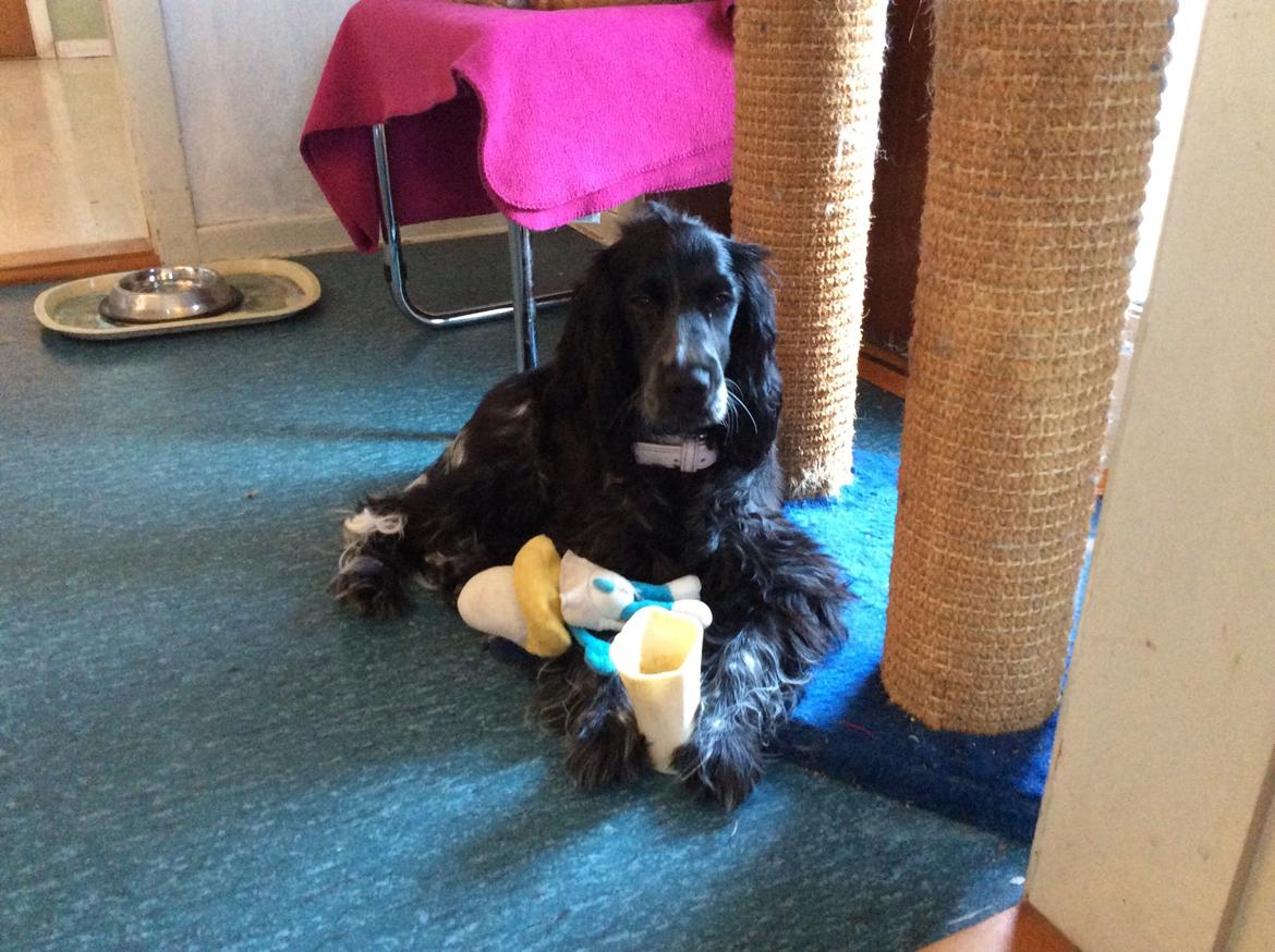 Cocker spaniel Luna <3 billede 42