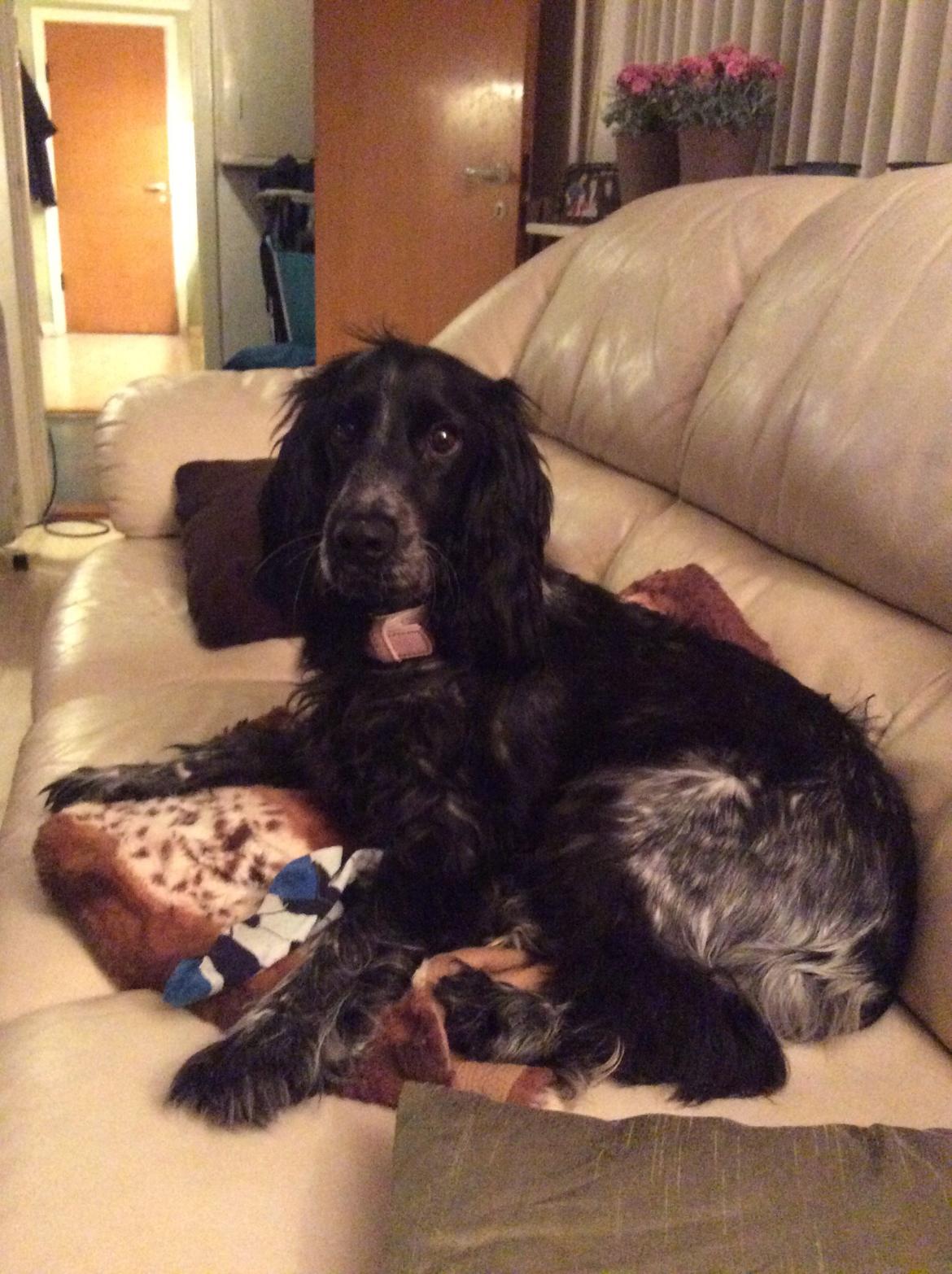 Cocker spaniel Luna <3 billede 43