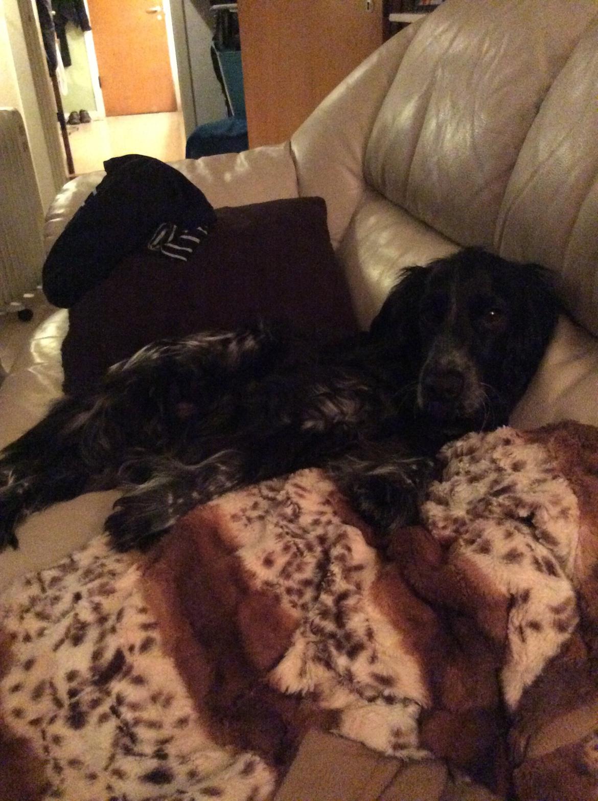 Cocker spaniel Luna <3 billede 44