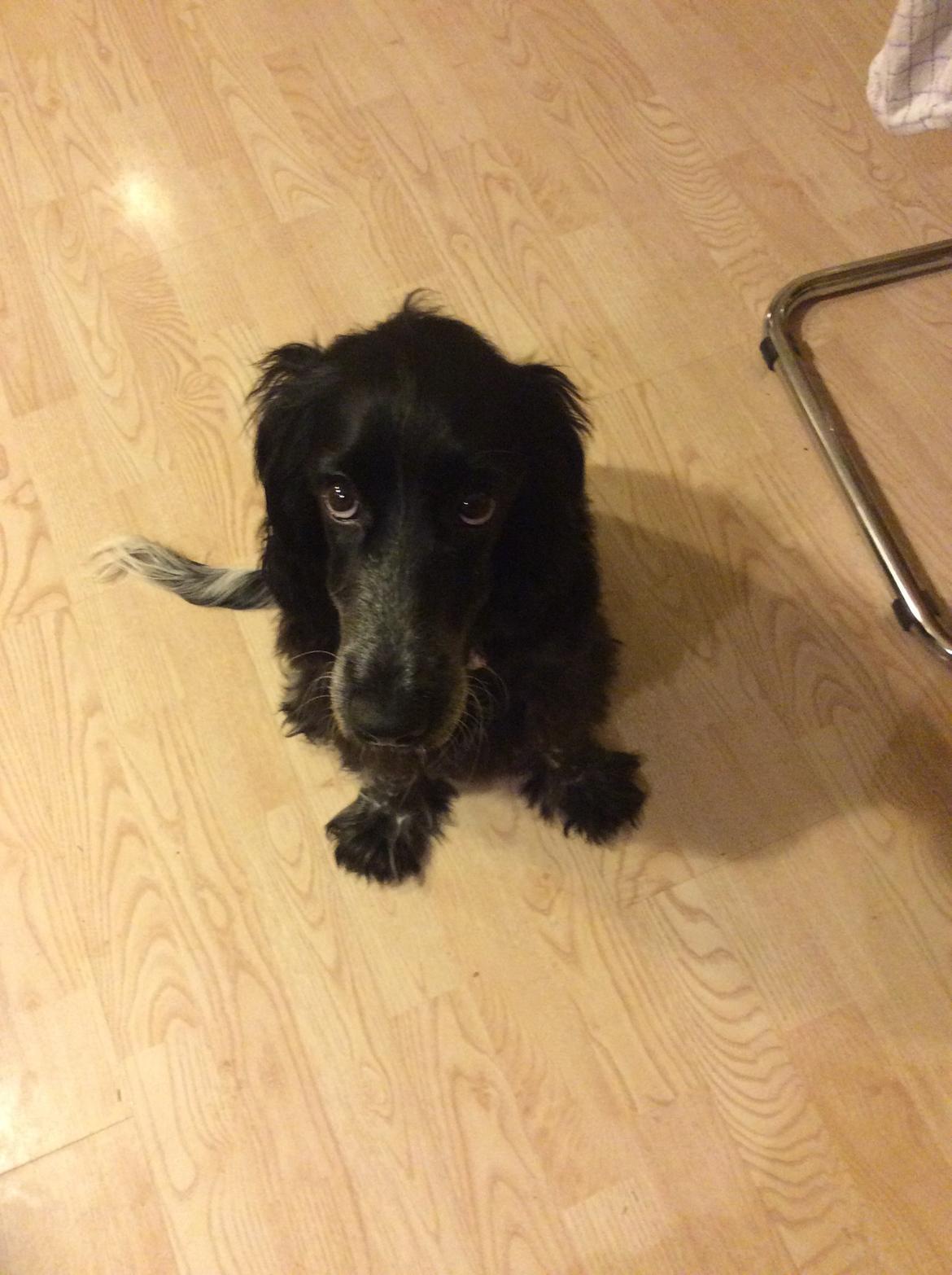 Cocker spaniel Luna <3 billede 45