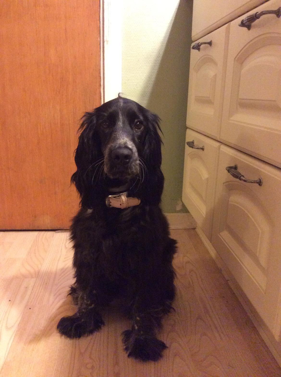 Cocker spaniel Luna <3 billede 46