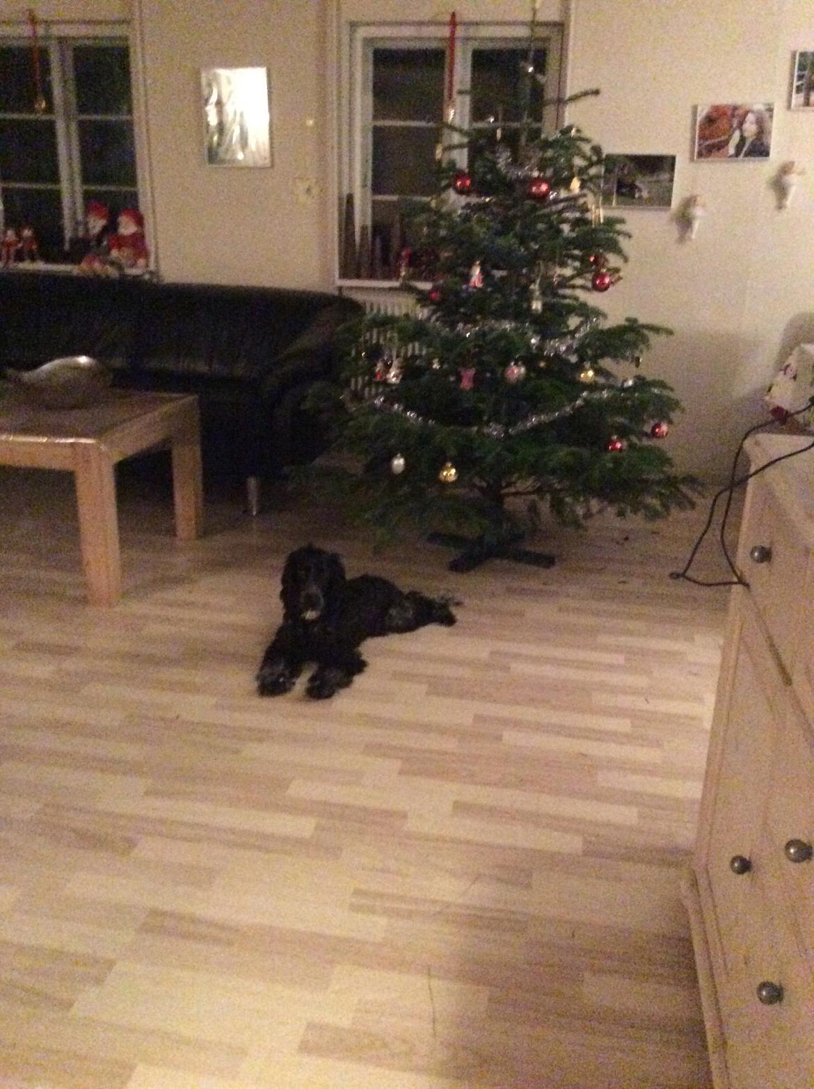 Cocker spaniel Luna <3 billede 47