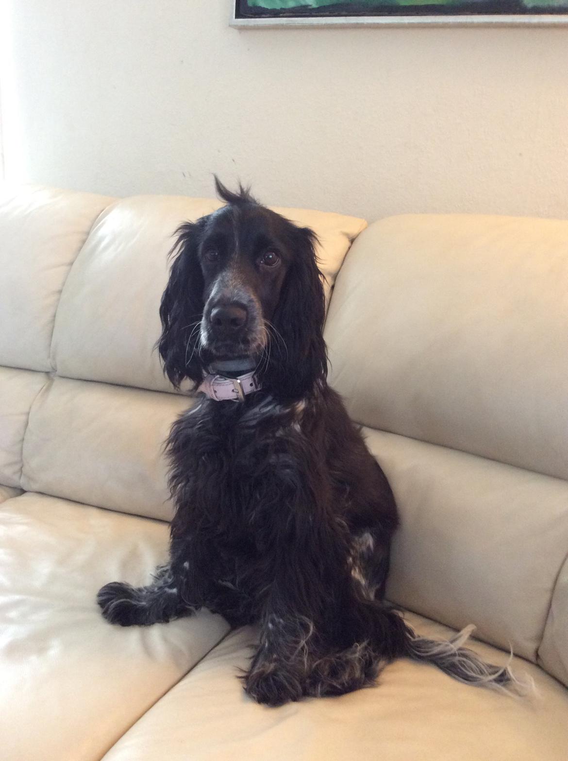 Cocker spaniel Luna <3 billede 48