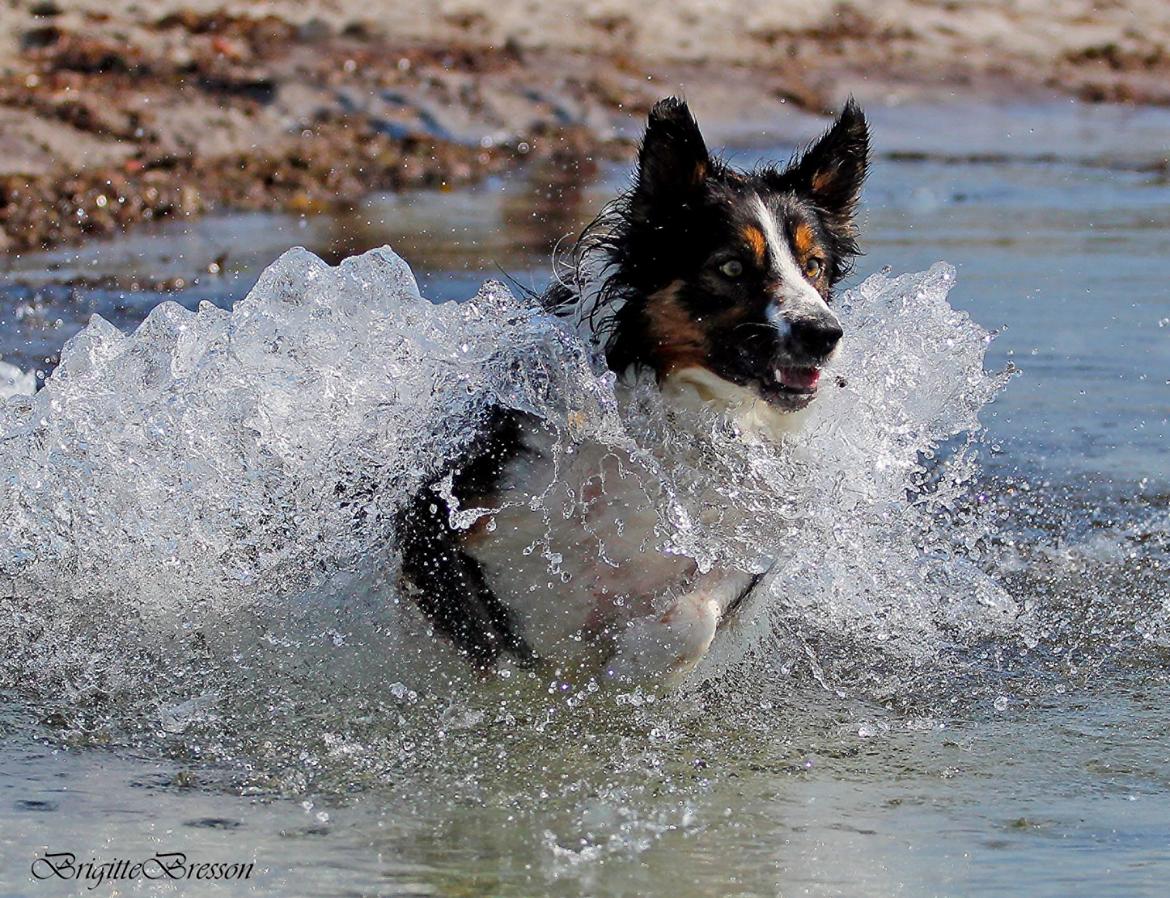 Border collie Jett R.I.P billede 14
