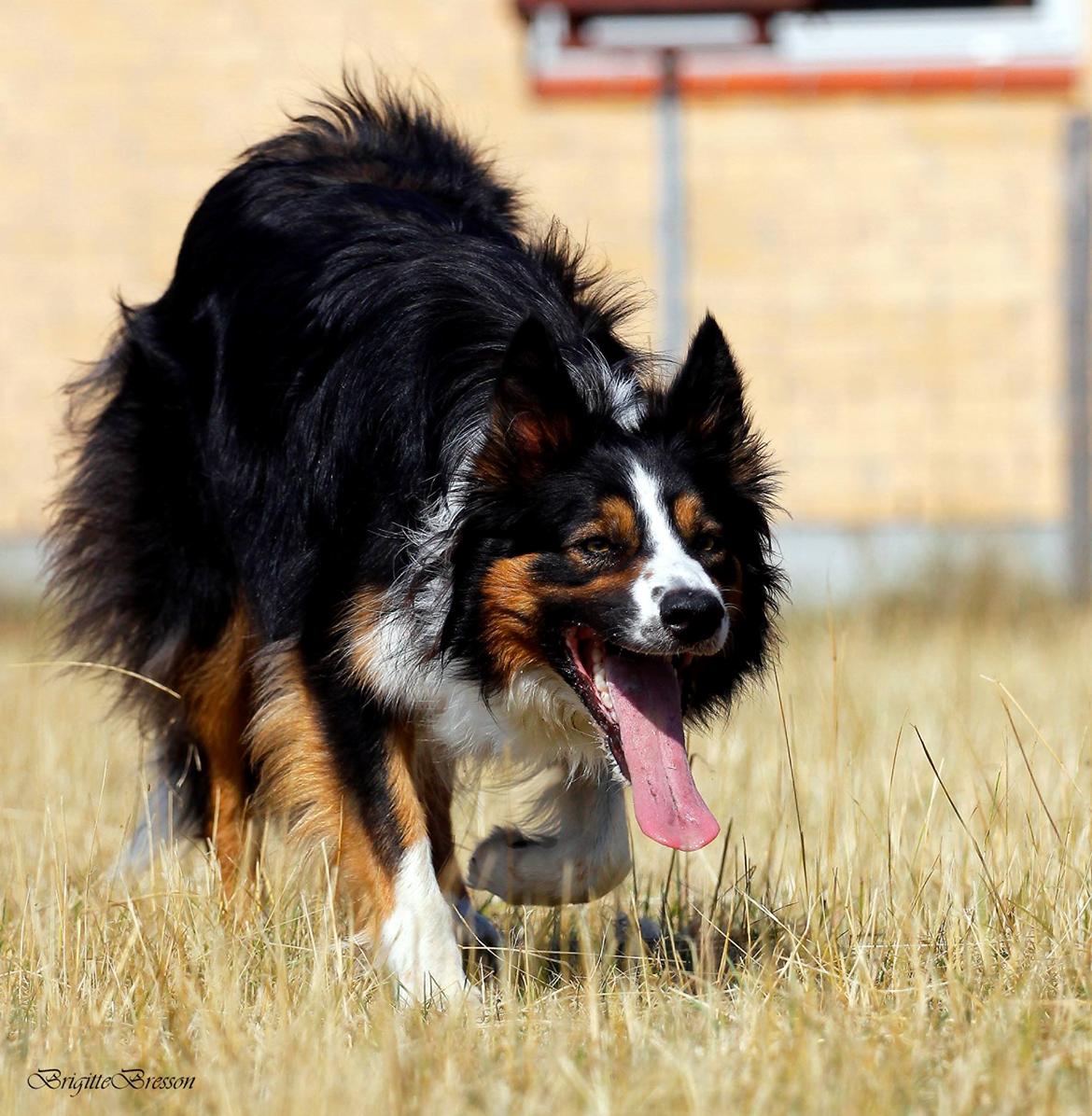 Border collie Jett R.I.P billede 4