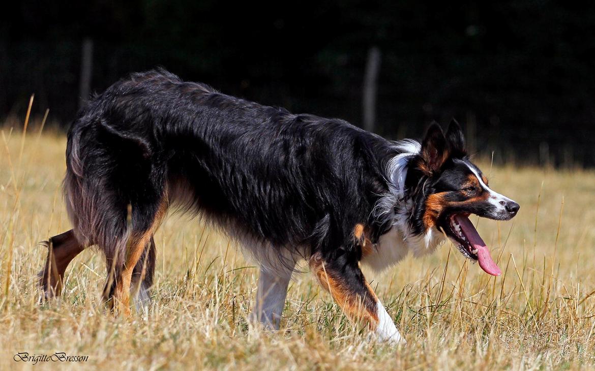 Border collie Jett R.I.P billede 10