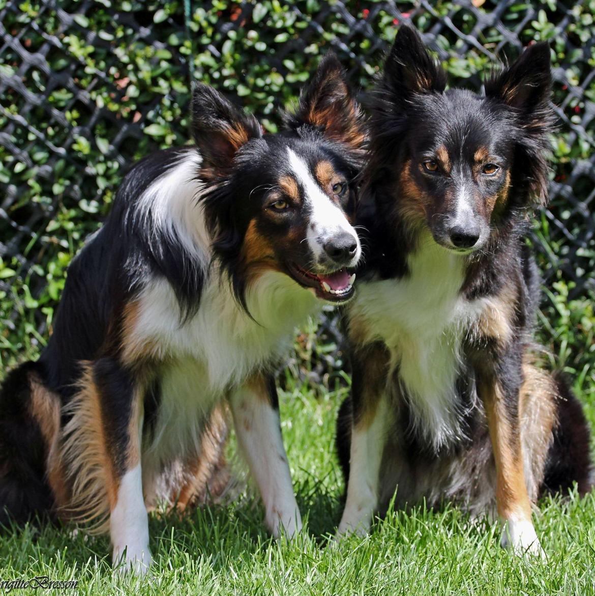 Border collie Jett R.I.P billede 20