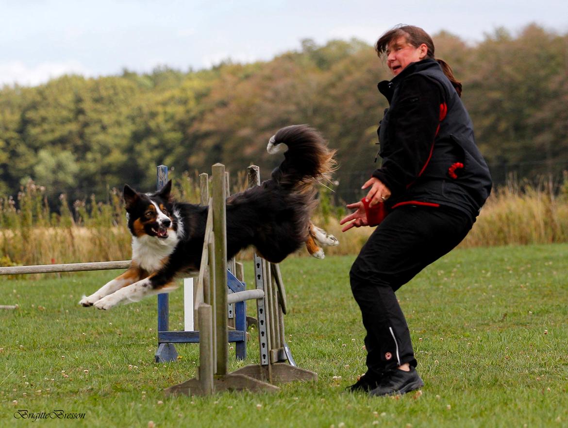 Border collie Jett R.I.P billede 19