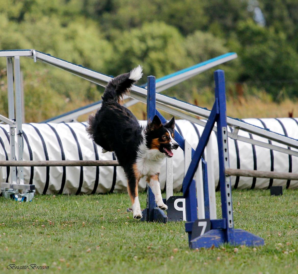 Border collie Jett R.I.P billede 18