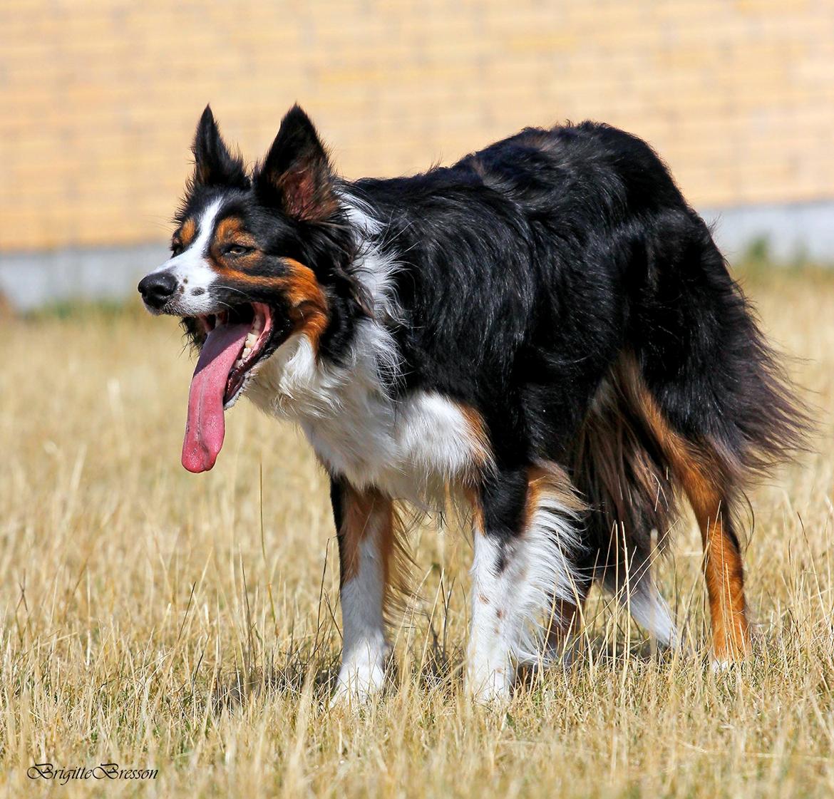 Border collie Jett R.I.P billede 9