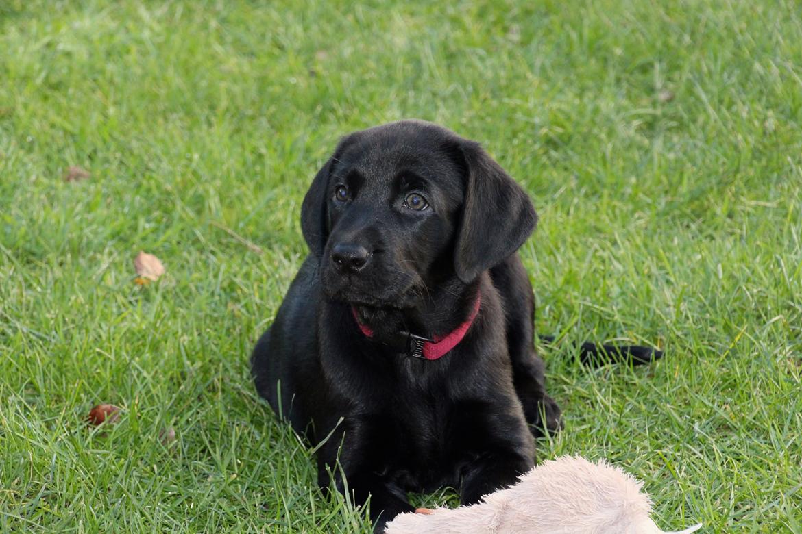 Labrador retriever Fomel 1, Nala billede 10