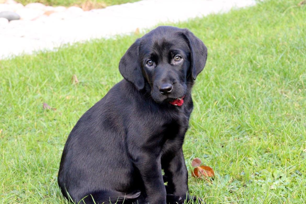 Labrador retriever Fomel 1, Nala billede 5