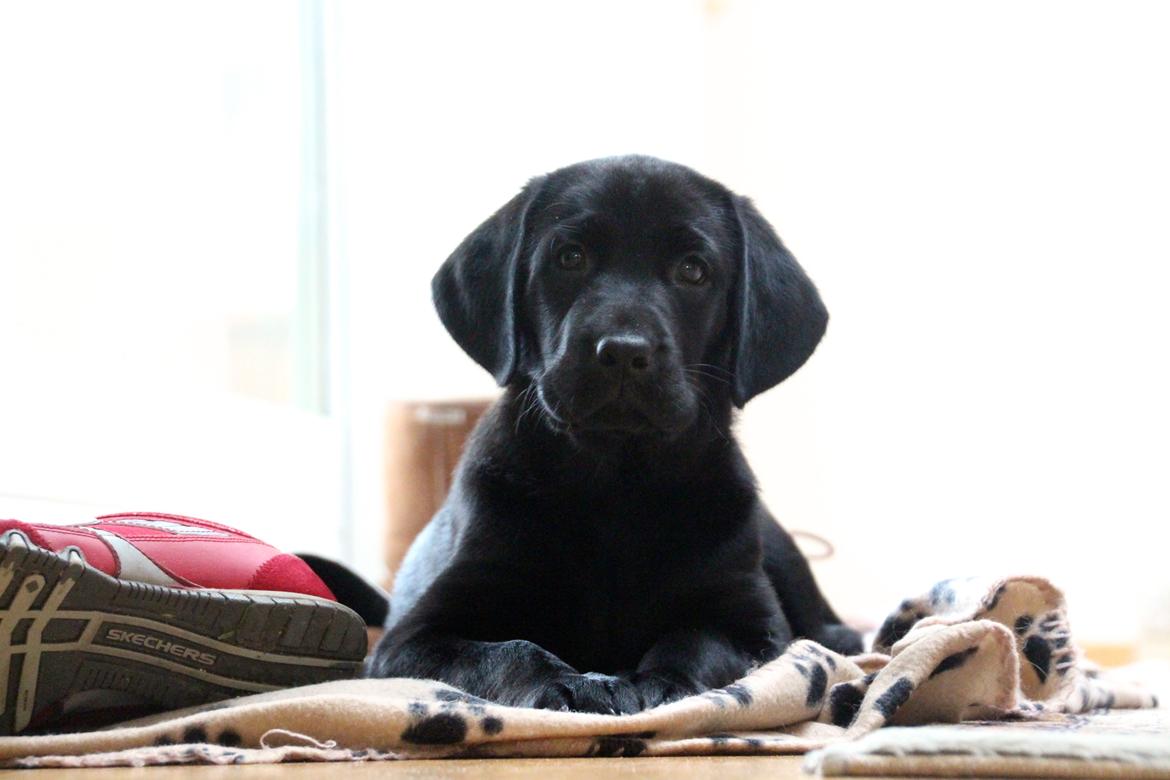 Labrador retriever Fomel 1, Nala billede 7