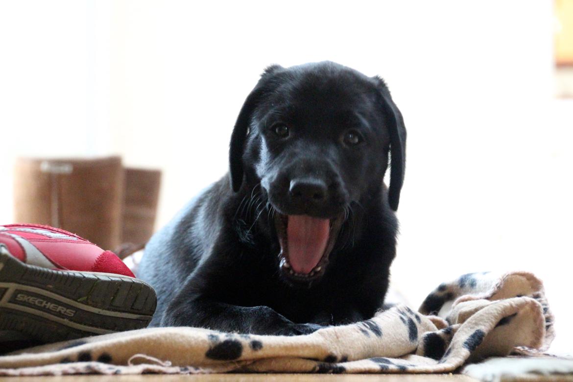 Labrador retriever Fomel 1, Nala billede 6