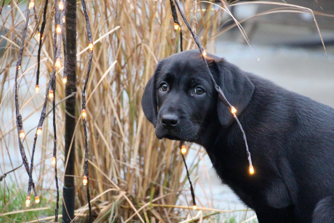 Labrador retriever Fomel 1, Nala billede 2