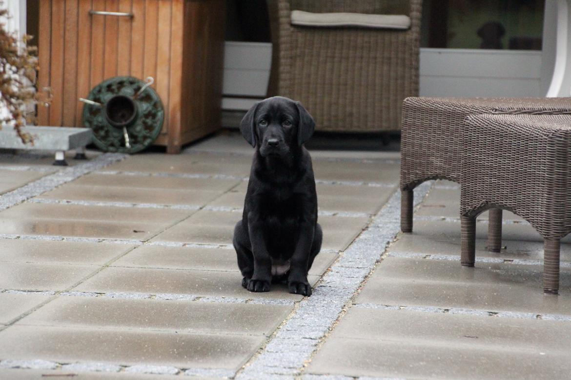Labrador retriever Fomel 1, Nala billede 4