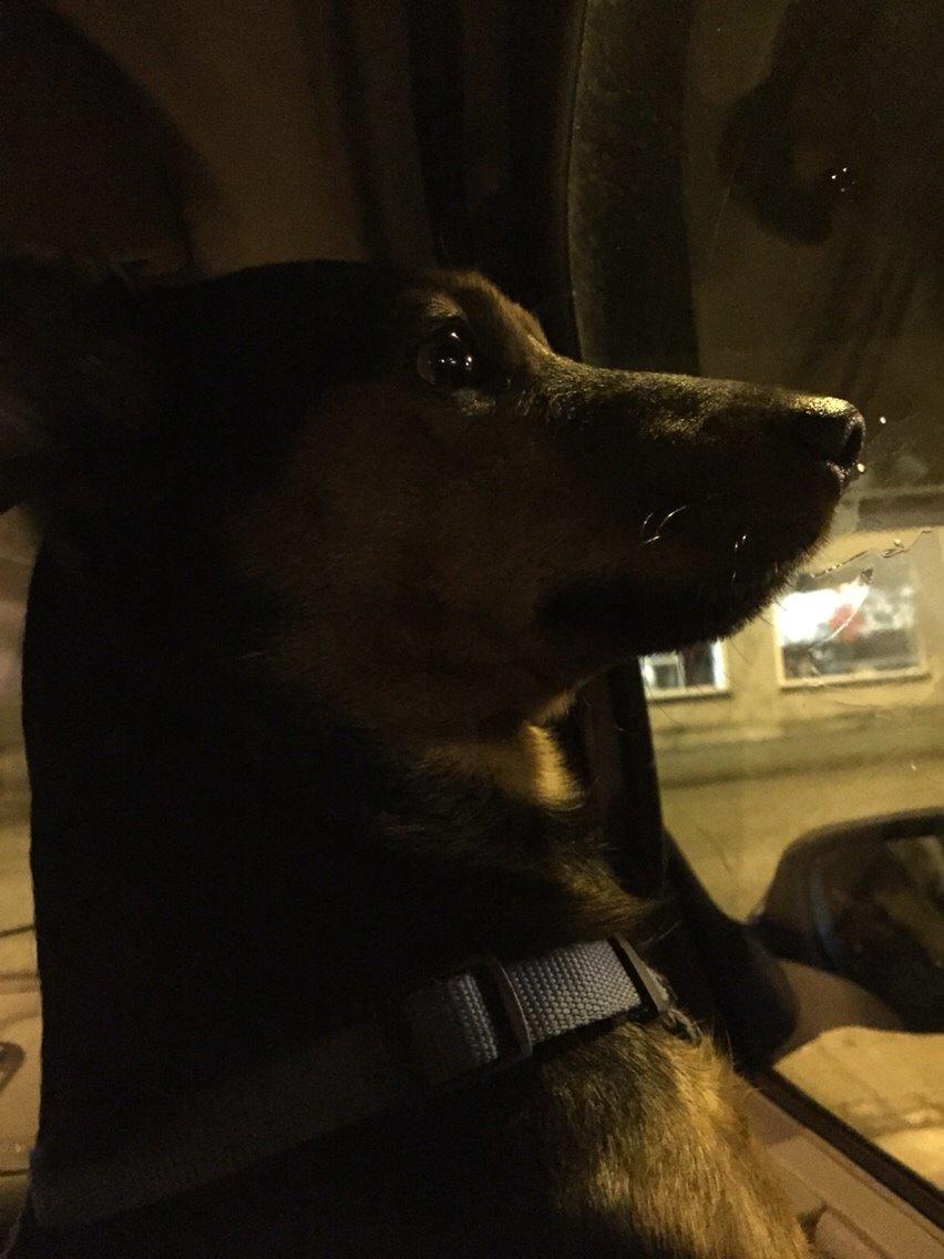 Blanding af racer Samson *FlamBamse* billede 21