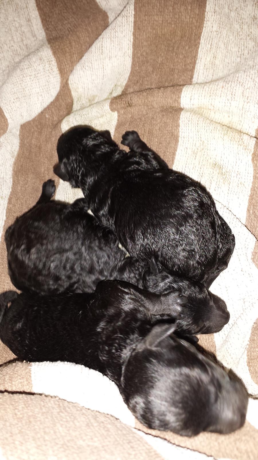 Toypuddel Aton´s Fluffy Cuba billede 2