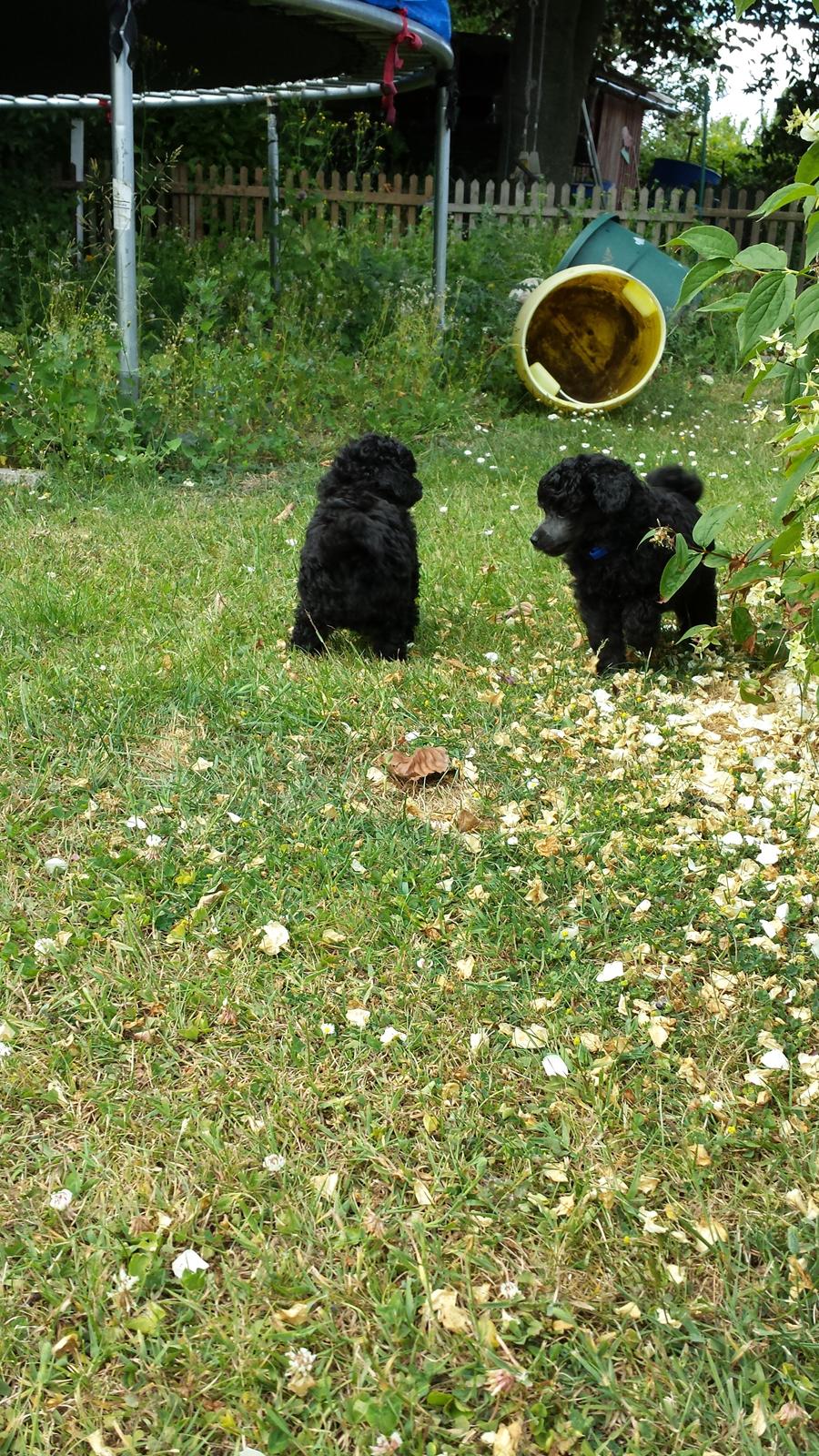 Toypuddel Aton´s Fluffy Cuba billede 4