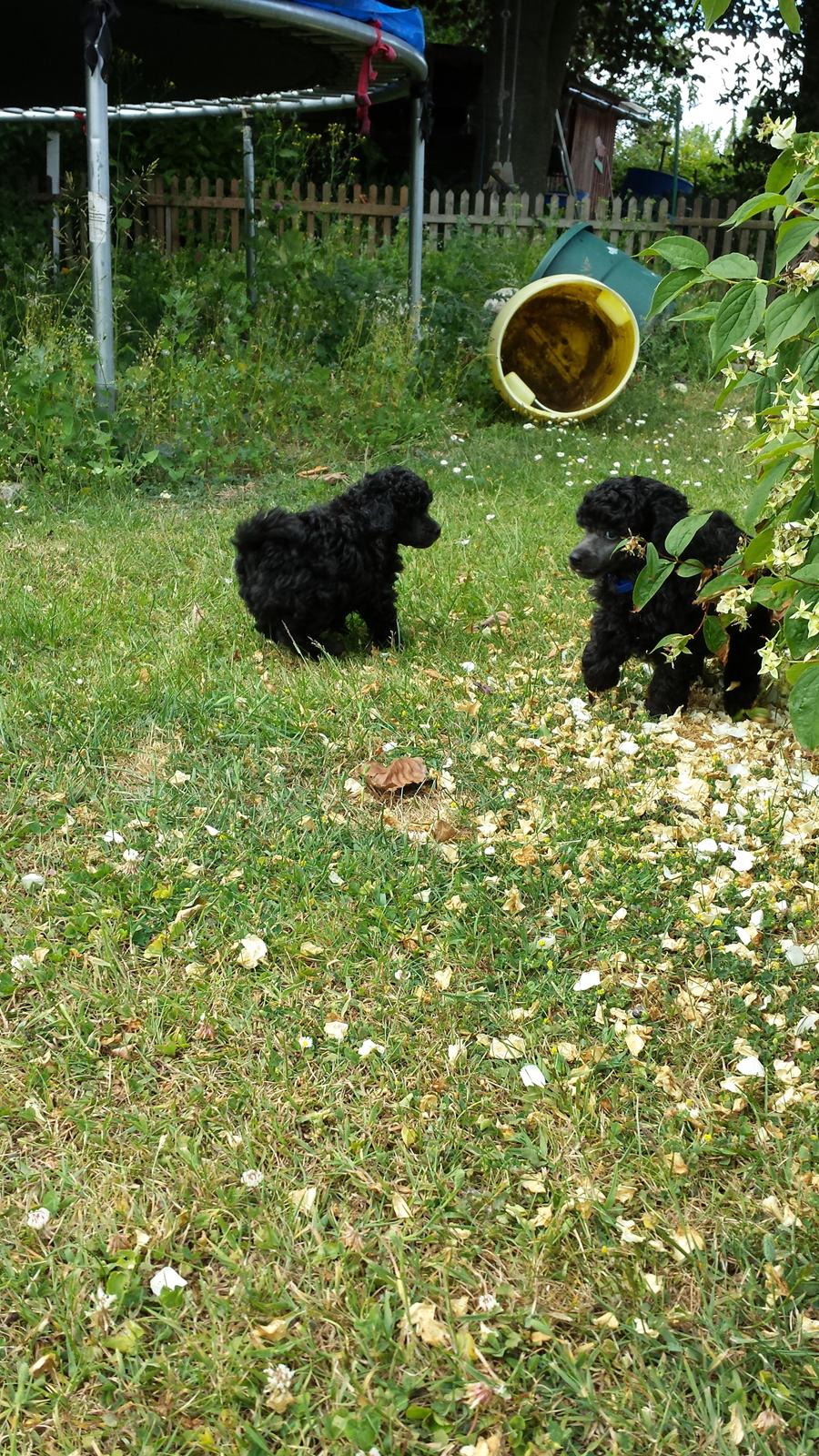 Toypuddel Aton´s Fluffy Cuba billede 5