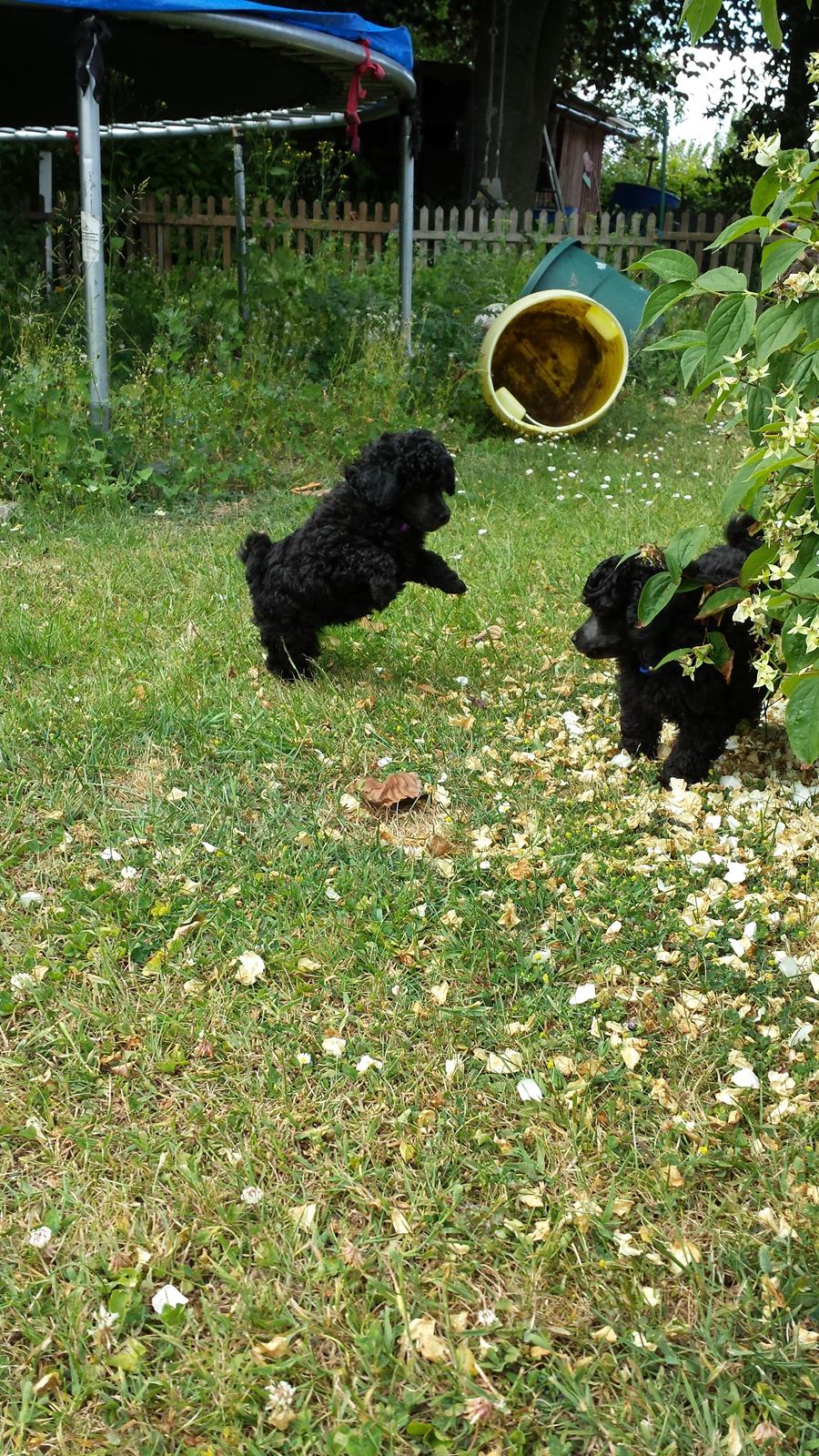 Toypuddel Aton´s Fluffy Cuba billede 6