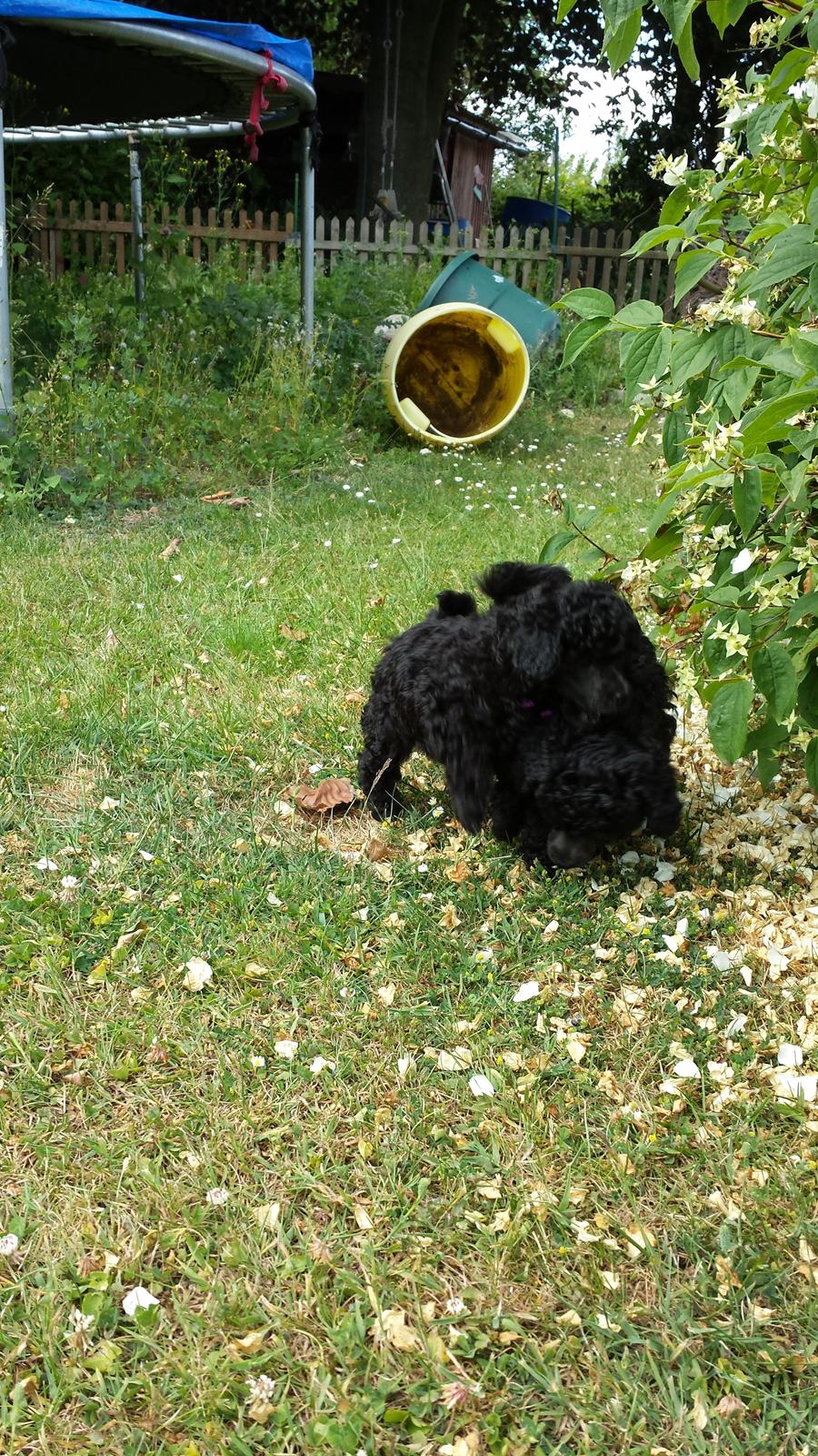 Toypuddel Aton´s Fluffy Cuba billede 7