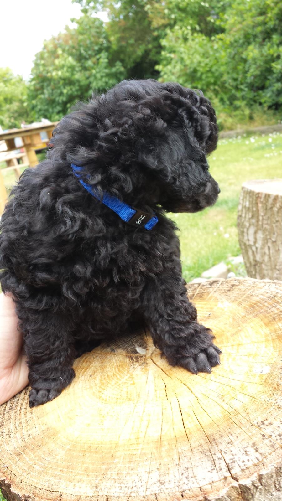 Toypuddel Aton´s Fluffy Cuba billede 8