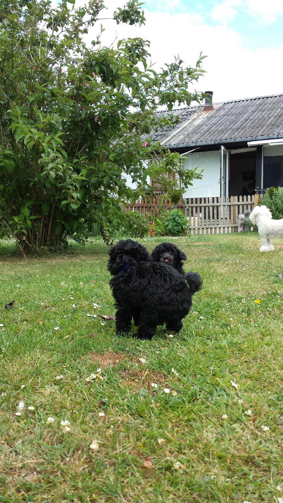 Toypuddel Aton´s Fluffy Cuba billede 9