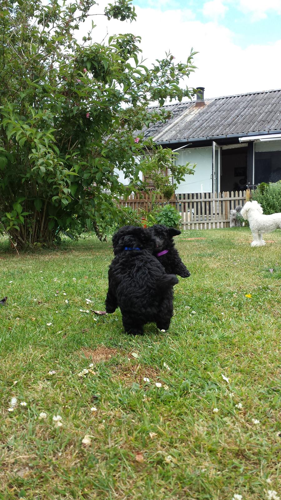 Toypuddel Aton´s Fluffy Cuba billede 10