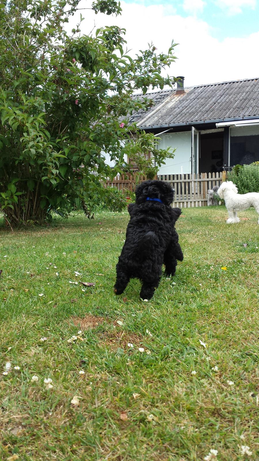 Toypuddel Aton´s Fluffy Cuba billede 11