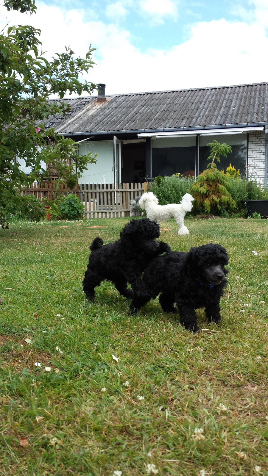 Toypuddel Aton´s Fluffy Cuba billede 12