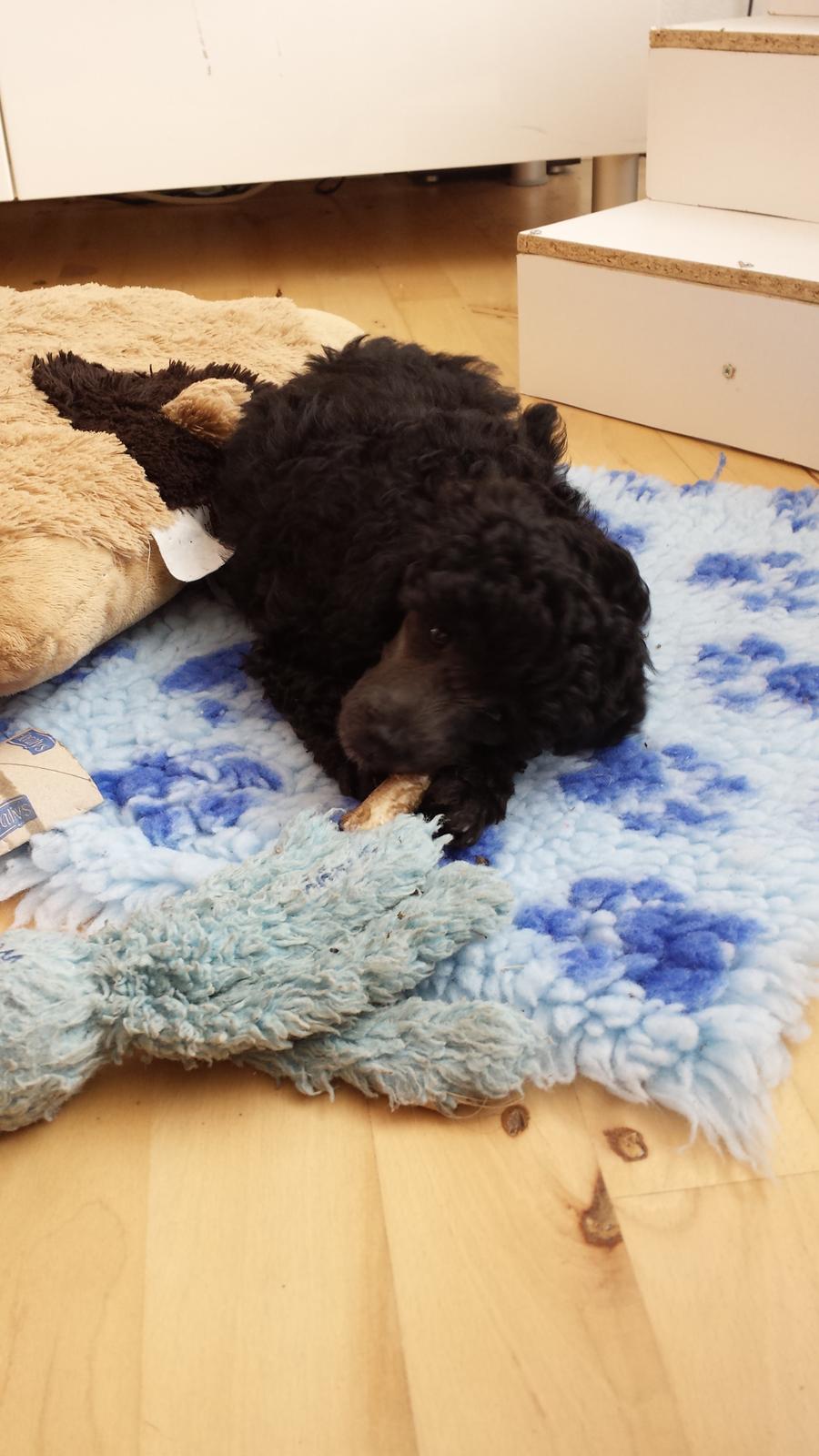 Toypuddel Aton´s Fluffy Cuba billede 13