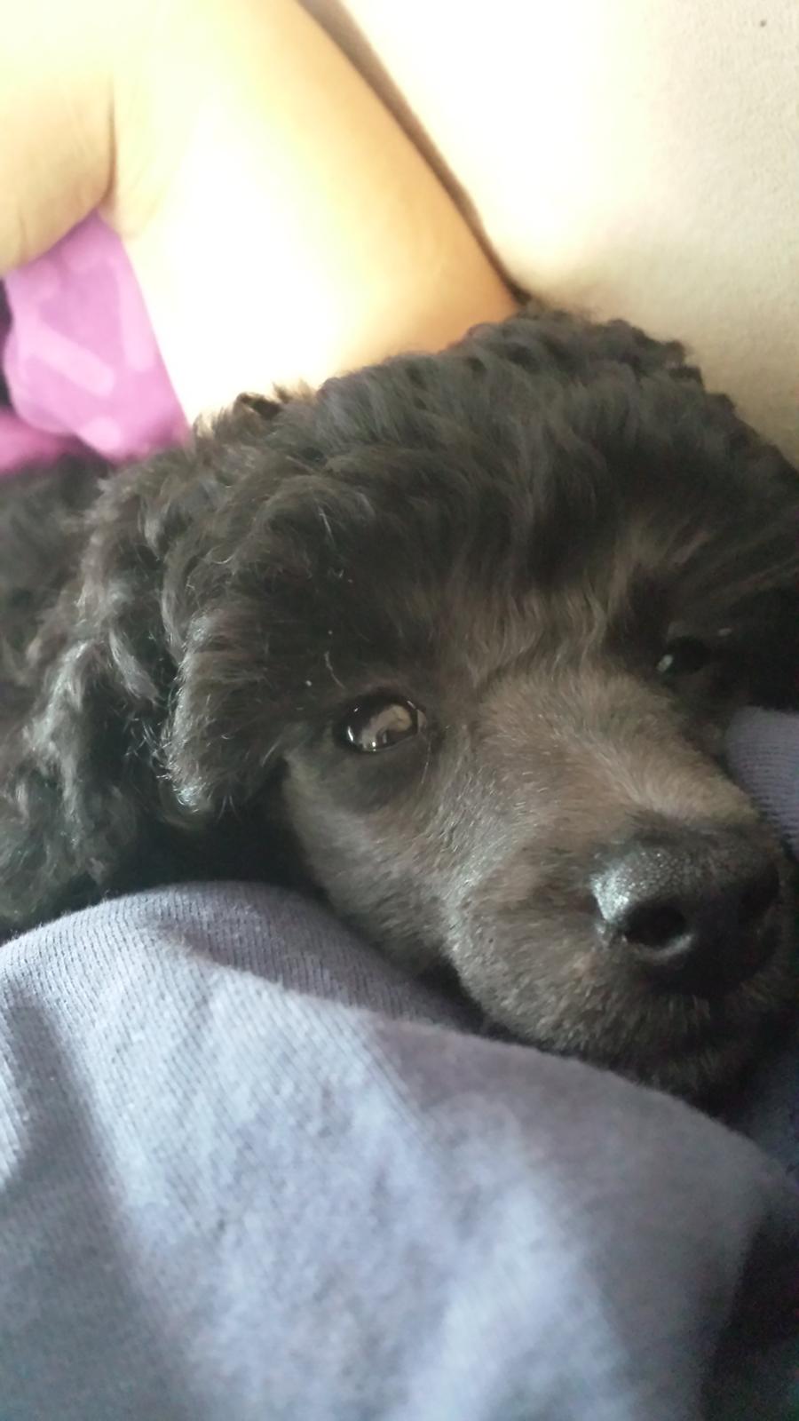 Toypuddel Aton´s Fluffy Cuba billede 14