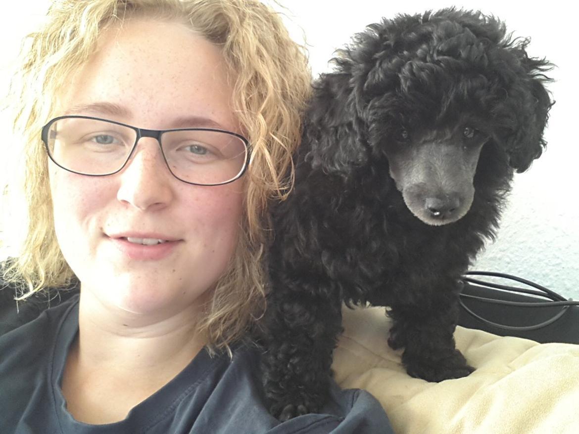 Toypuddel Aton´s Fluffy Cuba billede 15