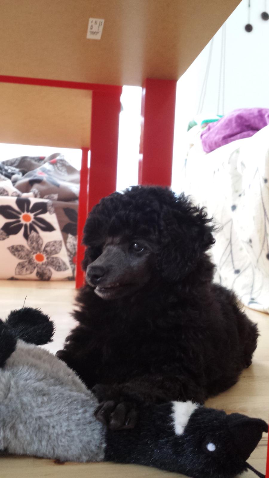 Toypuddel Aton´s Fluffy Cuba billede 16