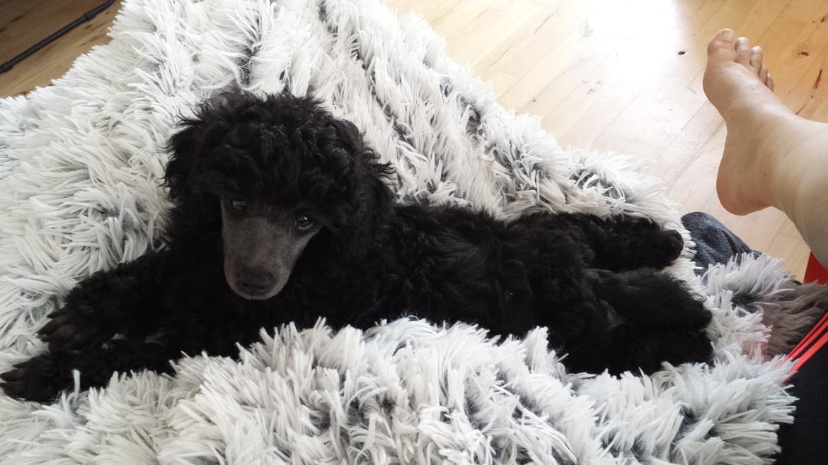 Toypuddel Aton´s Fluffy Cuba billede 17