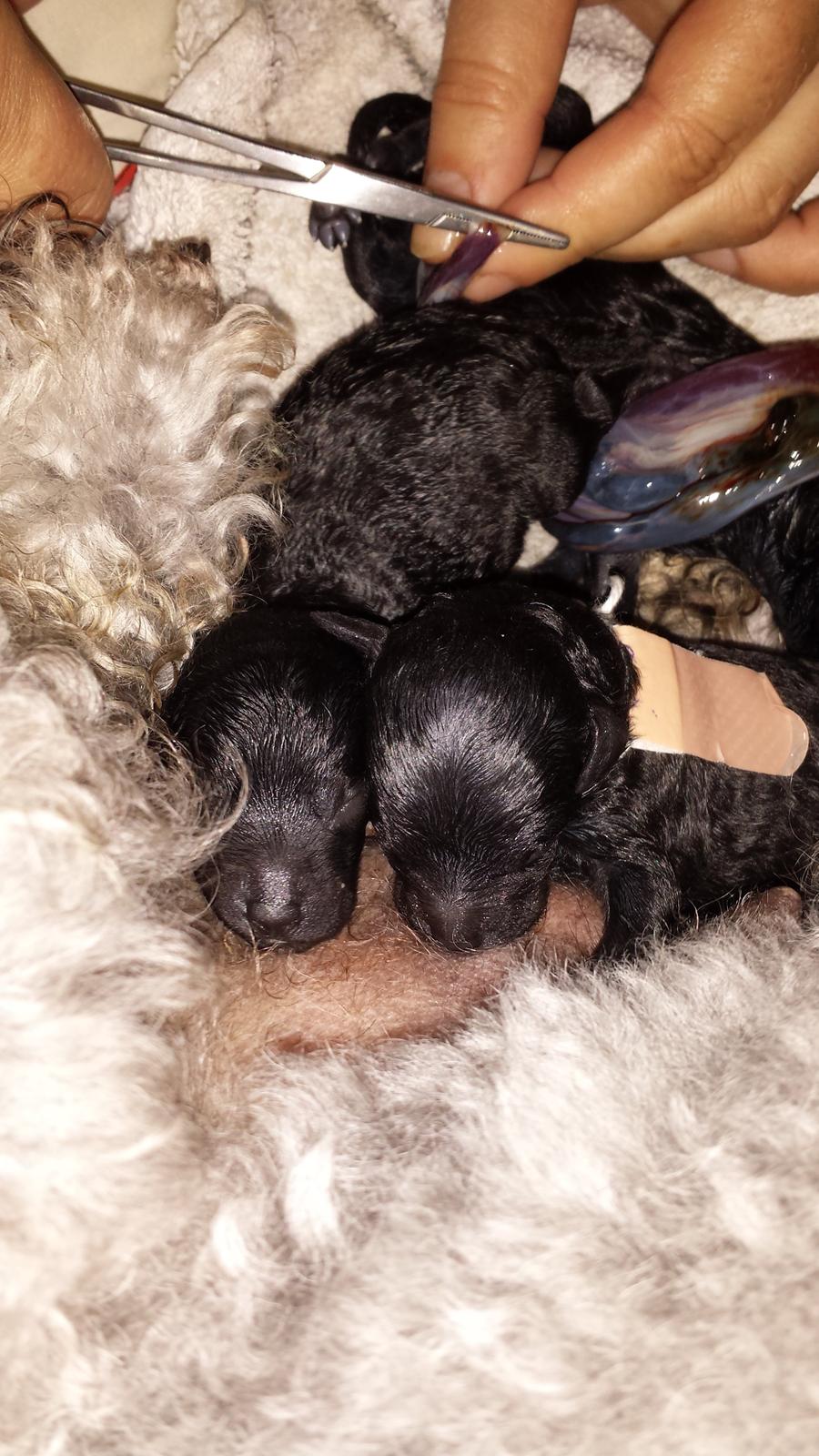 Toypuddel Aton´s Fluffy Cuba billede 1