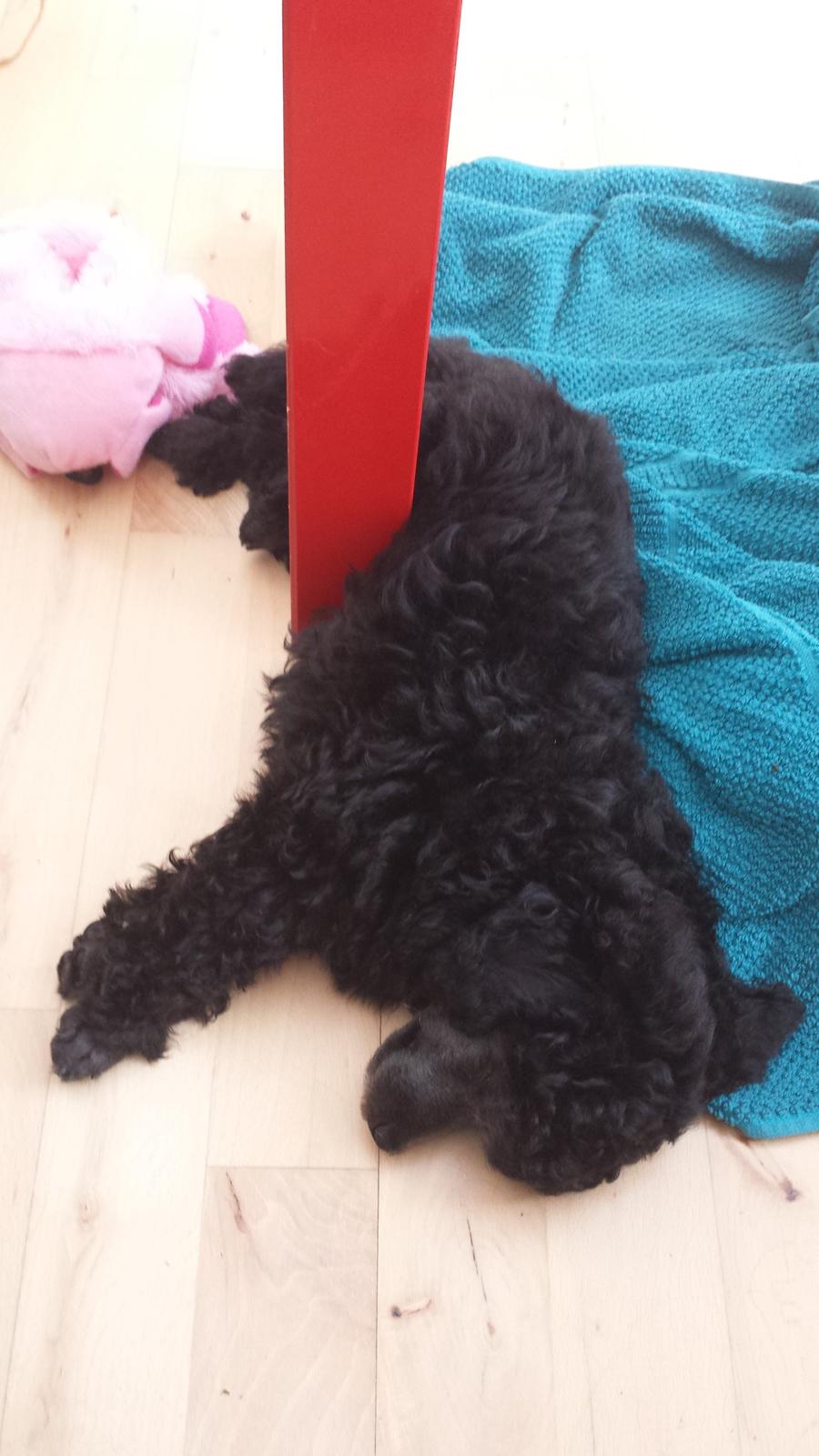 Toypuddel Aton´s Fluffy Cuba billede 19